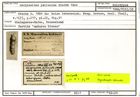 Karteikarte zum Holotyp von Marginulina pellucida Stache, 1864